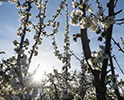 Orchard Blossom 58